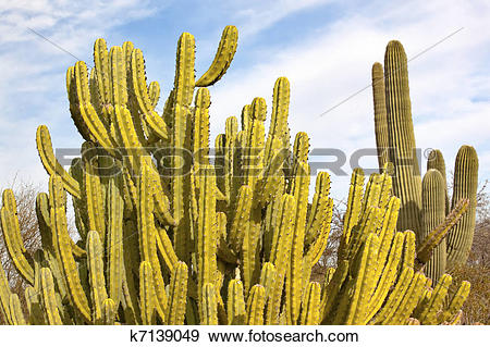 Stock Photograph of Organ Pipe Cactus Stenocereus Thurberi.