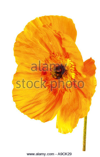 Papaver Cut Out Stock Images & Pictures.