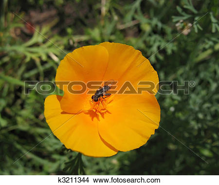 Stock Photo of Eschscholzia californica or California poppy.
