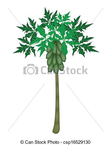 Papaya tree Stock Illustrations. 145 Papaya tree clip art images.