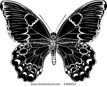 Butterfly Blackandwhite Variation Papilio Aegeus Stock Vector.