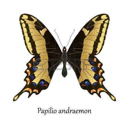 193 Papilio Stock Vector Illustration And Royalty Free Papilio Clipart.