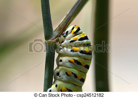 Pictures of Black Swallowtail Caterpillar (Papilio polyxenes.