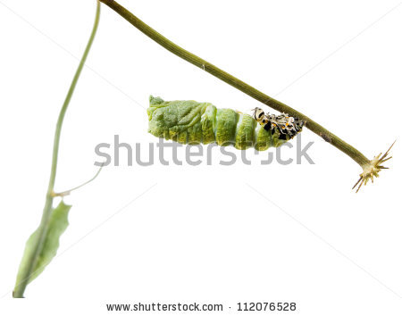 Papilio Polyxenes Stock Photos, Royalty.