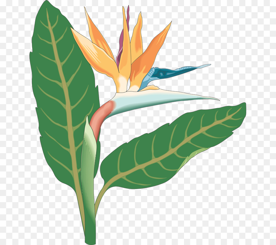 Bird Of Paradise png download.