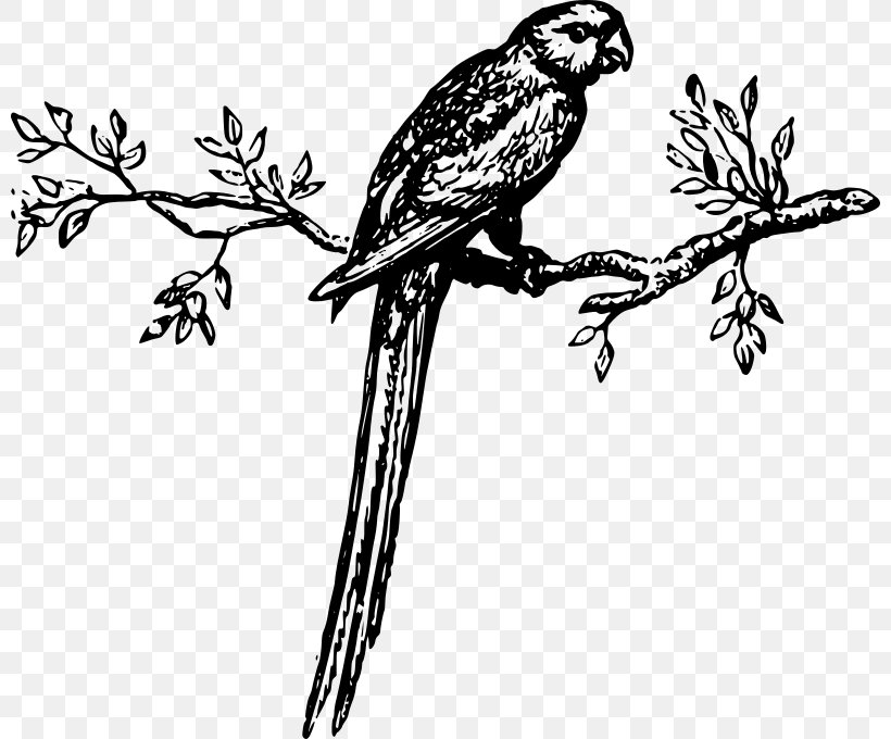 Macaw Parrot Bird Parakeet Clip Art, PNG, 800x680px, Macaw.
