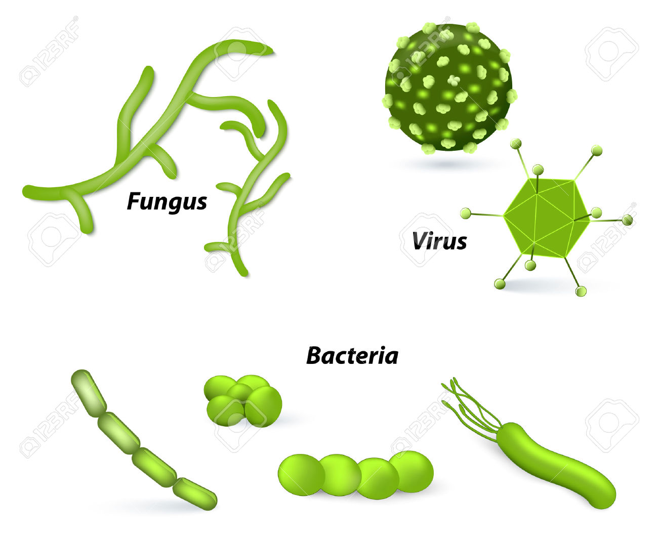 Pathogen And Microbes. Virus, Bacteria And Fungi. Human Disease.