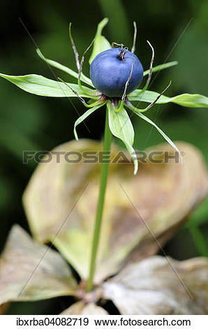 Stock Photograph of True Lover's Knot (Paris quadrifolia), fruit.