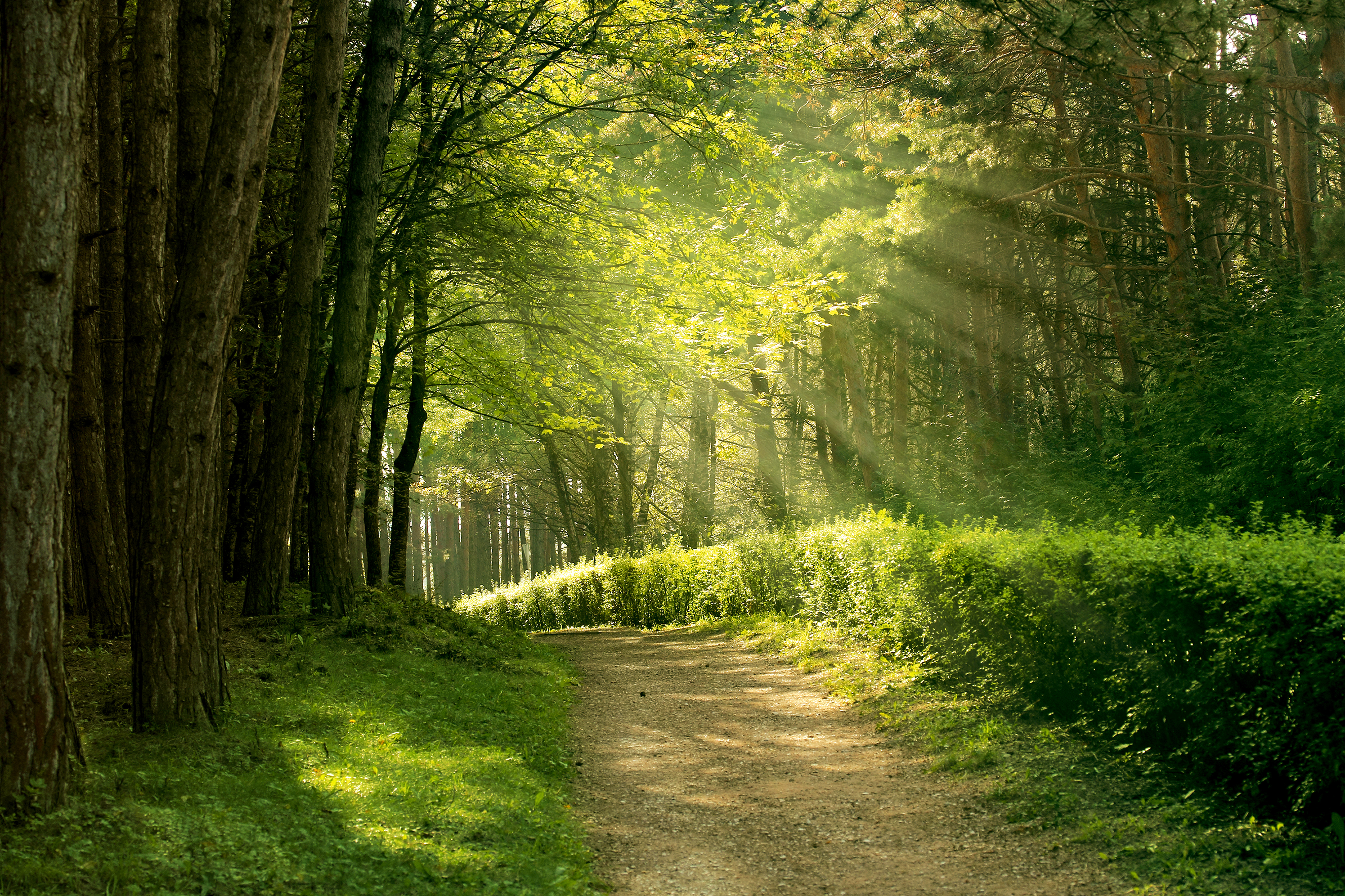 Trail in the Park Background.