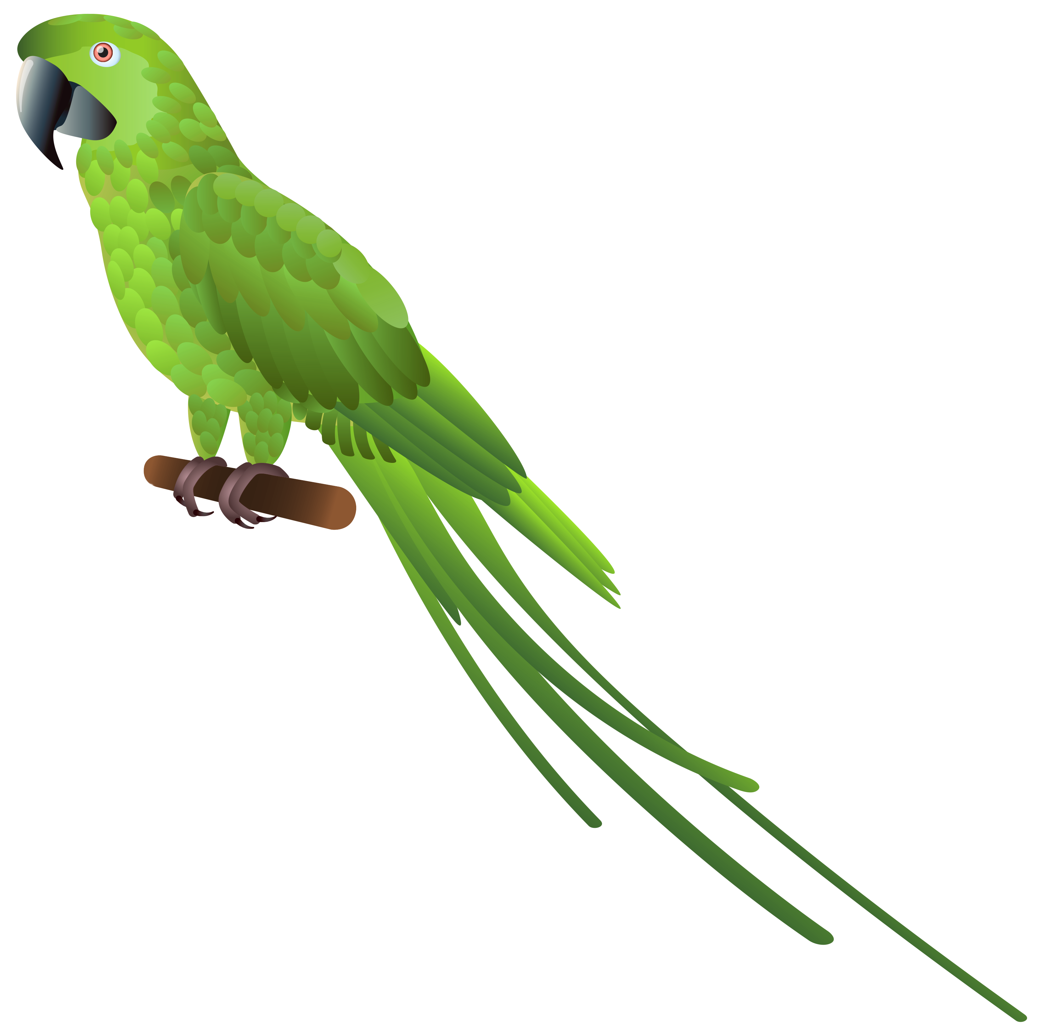 Green Parrot PNG Clipart.