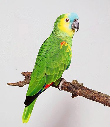 1000+ images about Parrots on Pinterest.