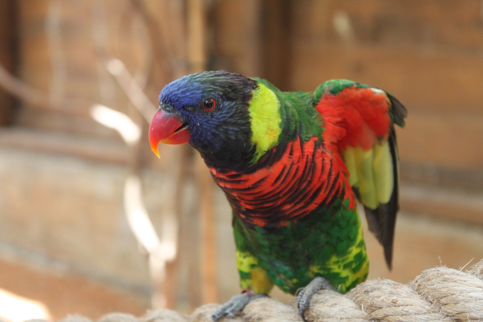 Free photo Bird Parrot Feather Blue Yellow Animal Red Birds.