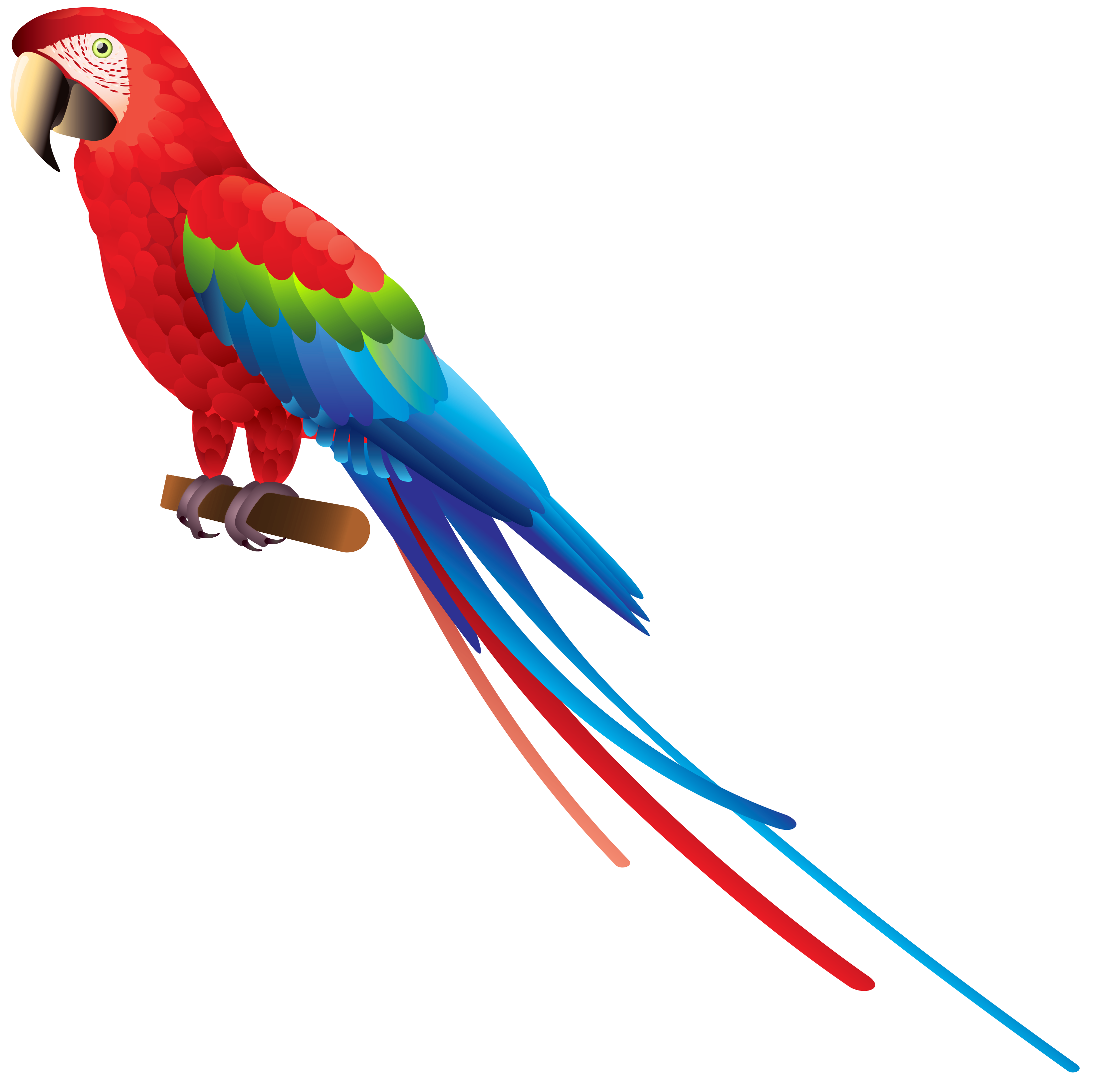 Parrot clipart 20 free Cliparts Download images on Clipground 2021