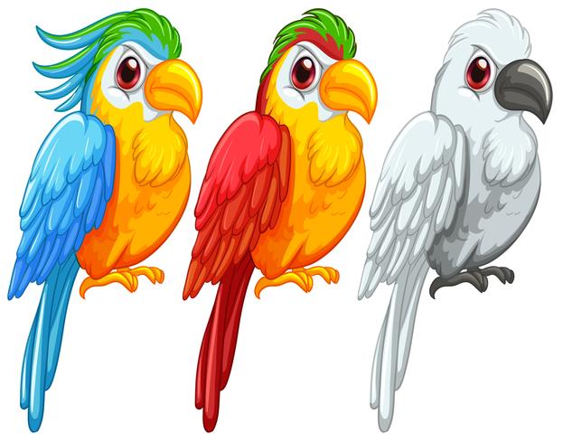 Parrots.
