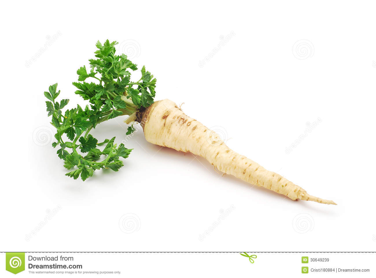 Parsley Root Stock Image.