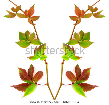 Parthenocissus Quinquefolia Stock Images, Royalty.