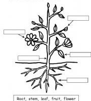 parts of a plant clipart black and white 10 free Cliparts | Download ...