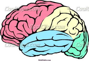 Human Brain Clipart.