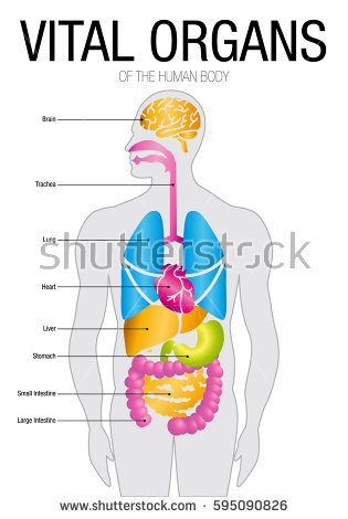 parts of the human body clipart 20 free Cliparts ... blank face diagram 