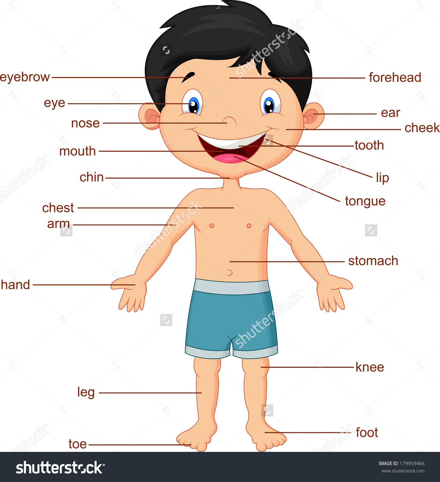 [DIAGRAM] Diagram Of Parts Of The Body - MYDIAGRAM.ONLINE