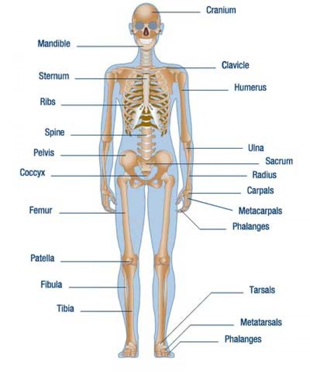 Parts Of The Human Body Clipart 20 Free Cliparts Download Images On 