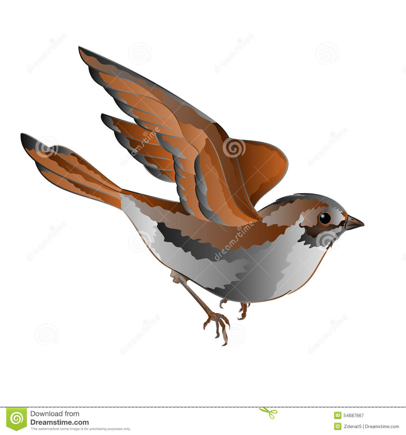 Passer Domesticus House Sparrow Stock Illustrations.