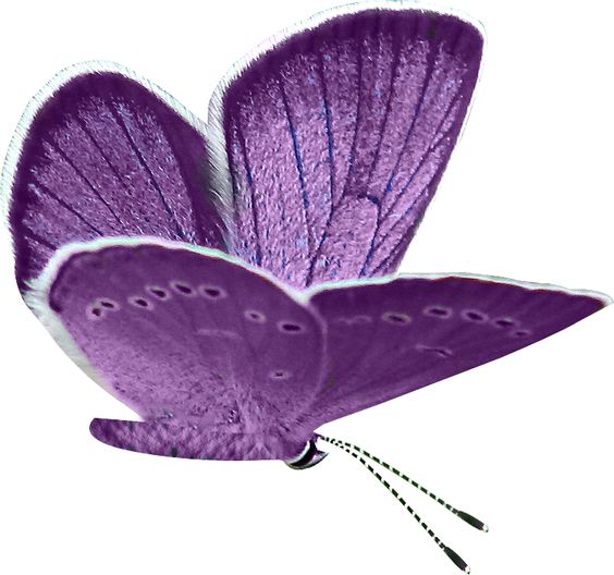 Purple butterfly clipart.