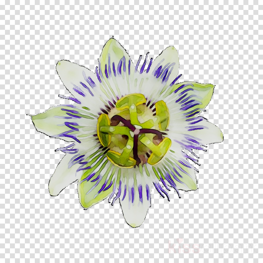 Passion Flower Clip Art 10 Free Cliparts Download Images On Clipground 2024