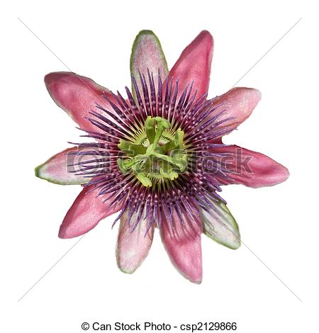 Passion flower Stock Photo Images. 42,065 Passion flower royalty.