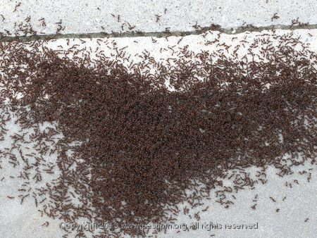 Pavement Ants.