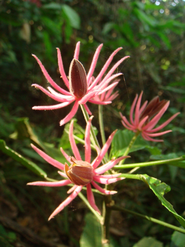 File:Pavonia multiflora (1).jpg.