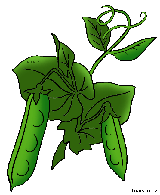 Pea Plant Clipart.