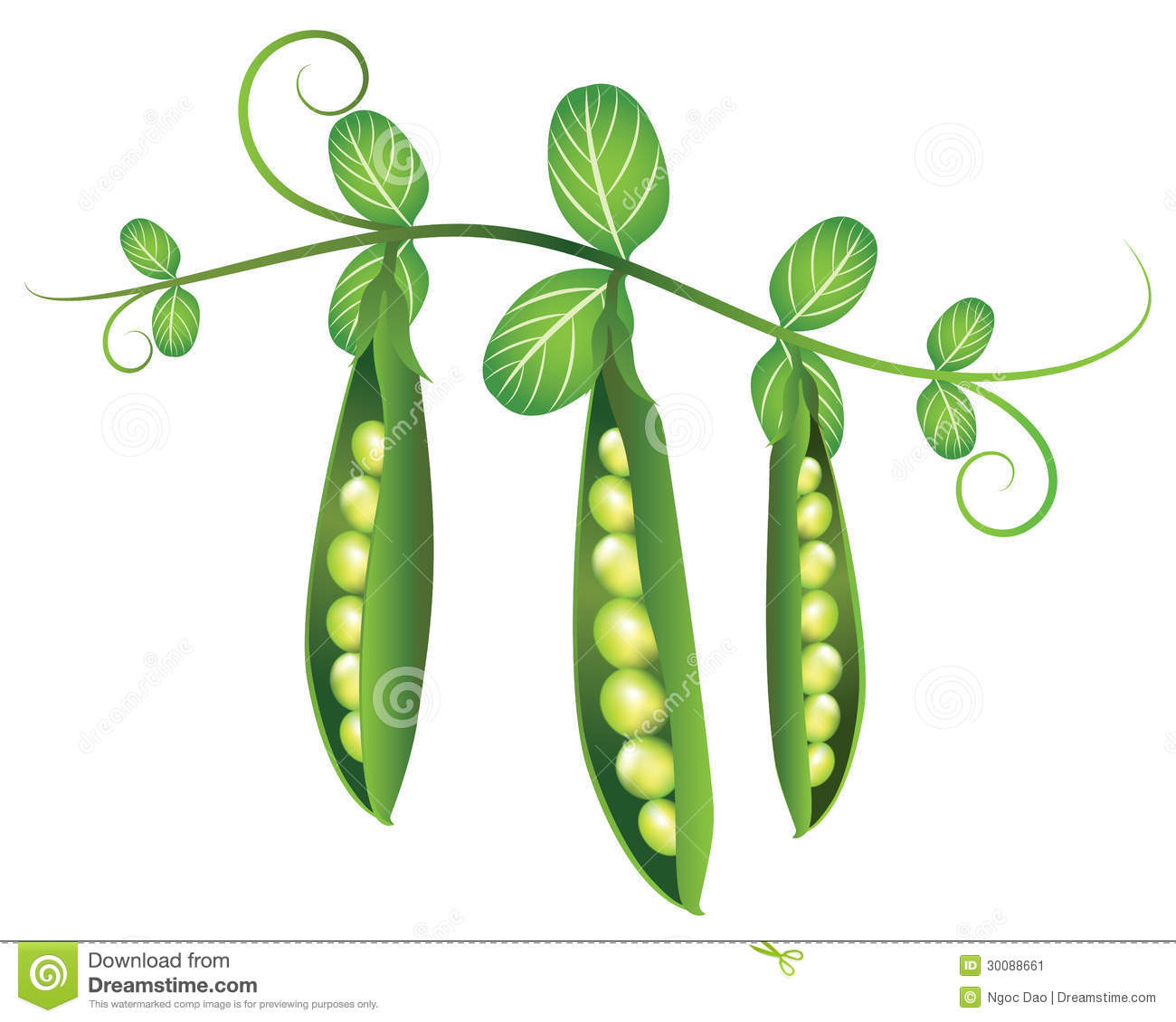 Pea plant clipart.