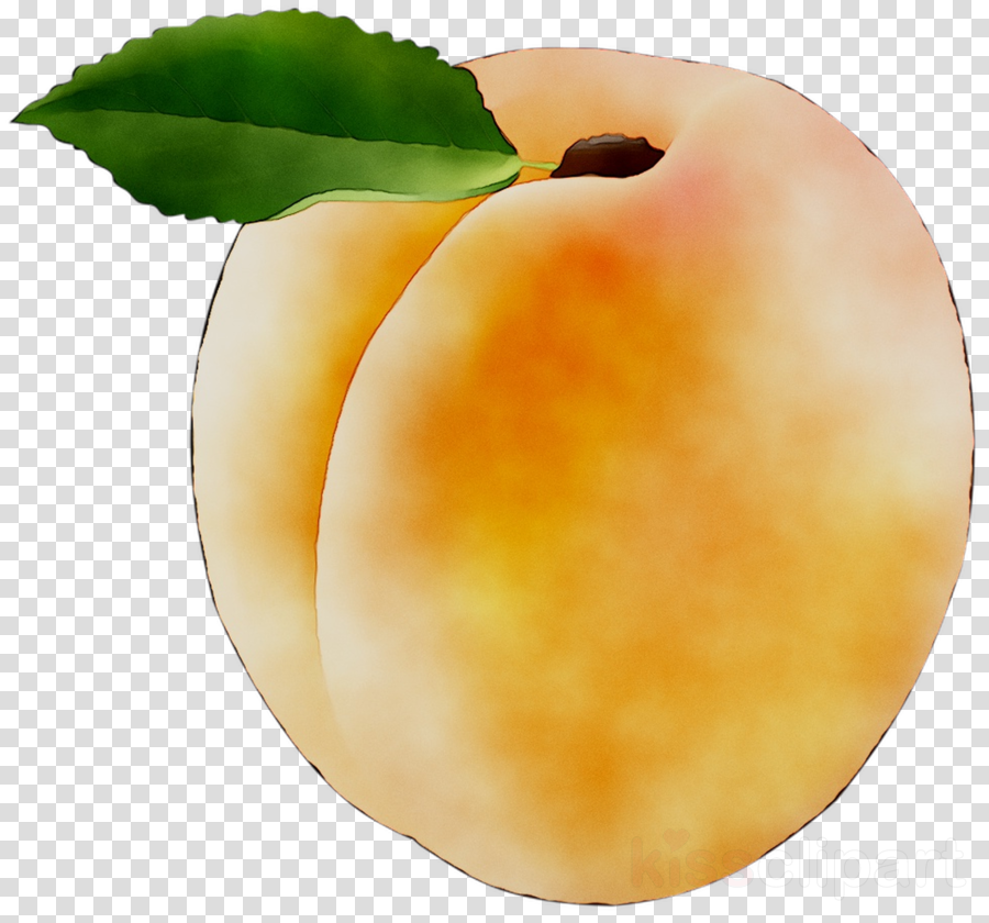 Apple Tree clipart.