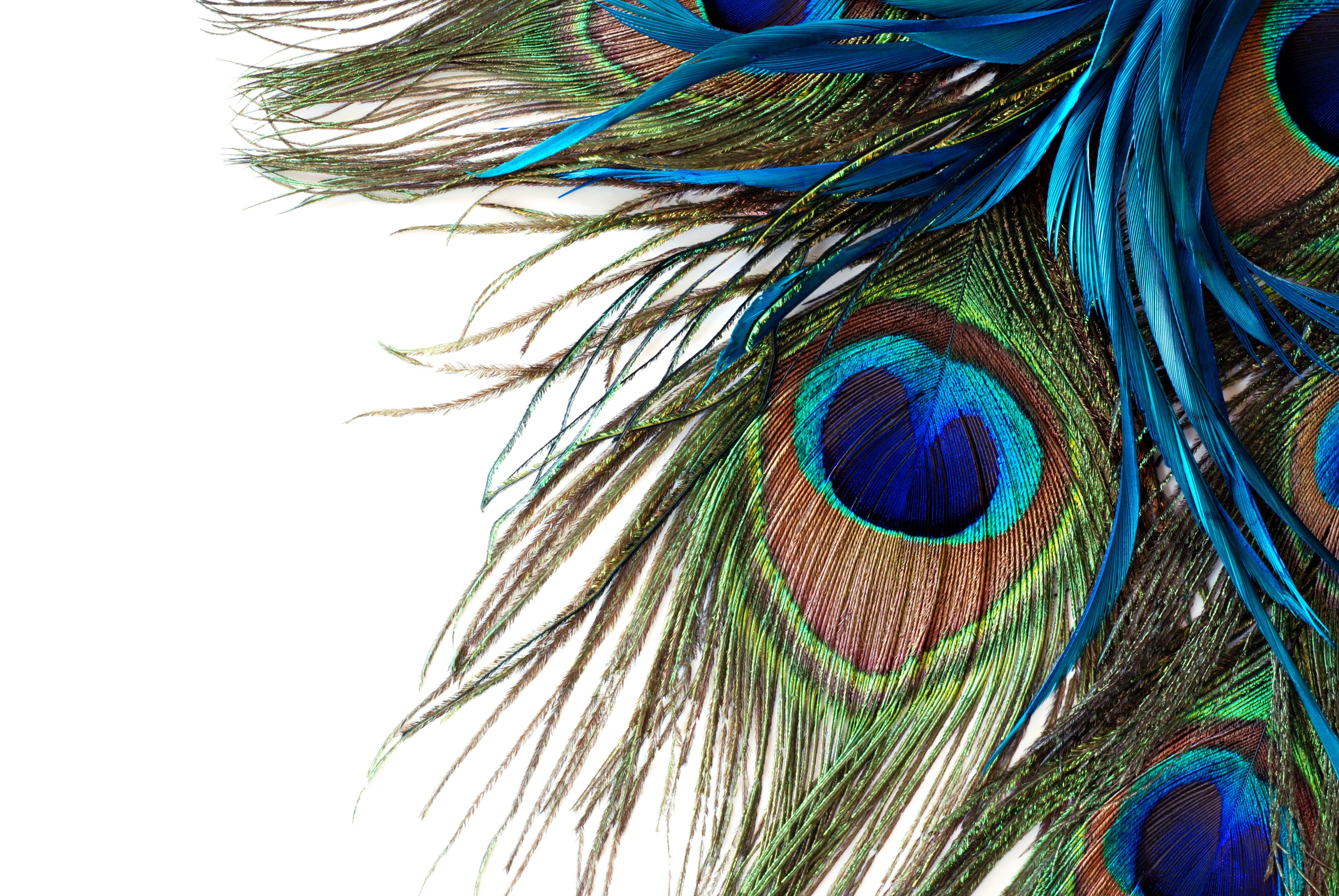 576 Peacock Feather free clipart.