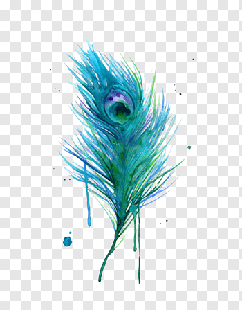 Peacock Feather cutout PNG & clipart images.