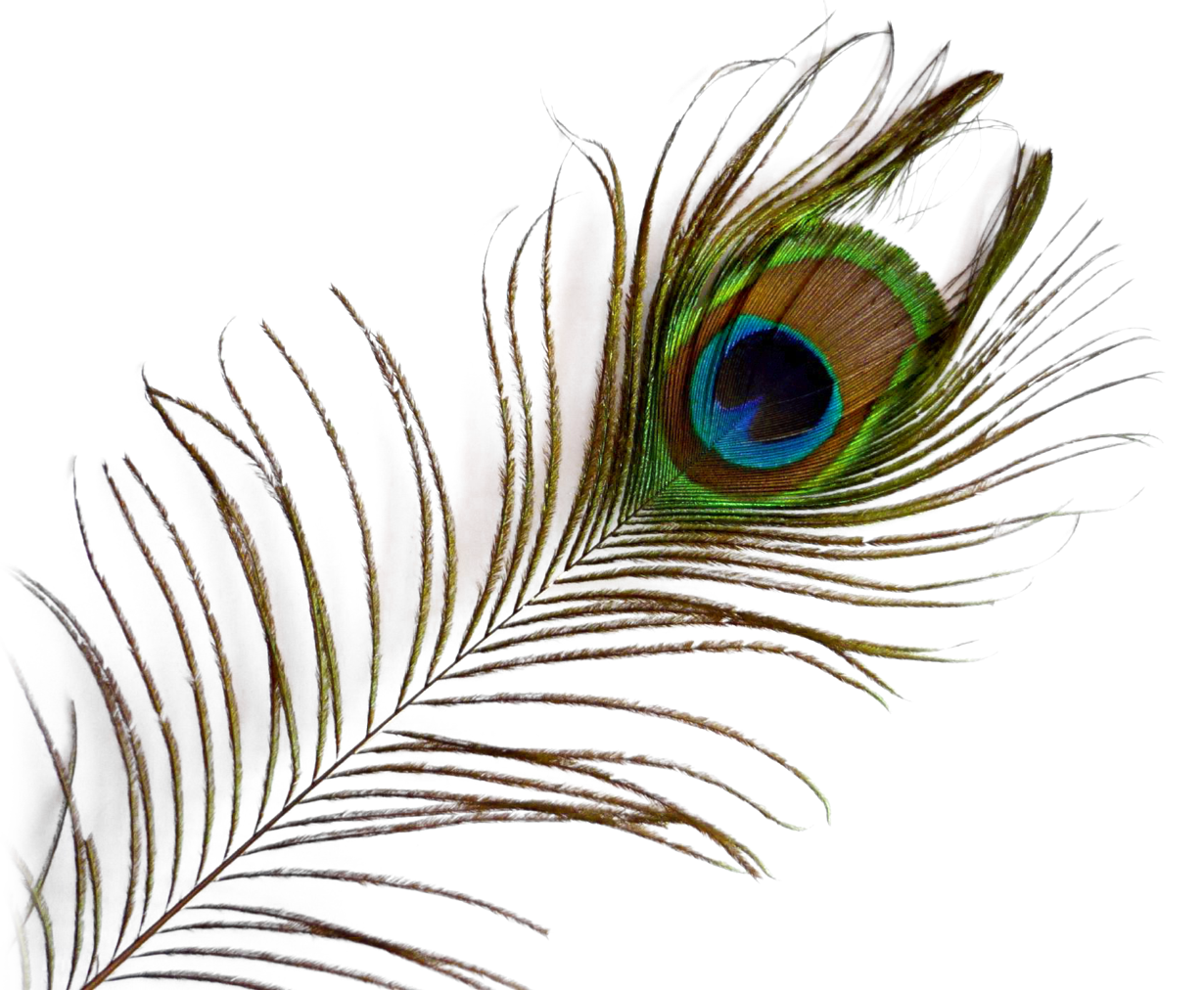 Peacock Feather PNG Image.