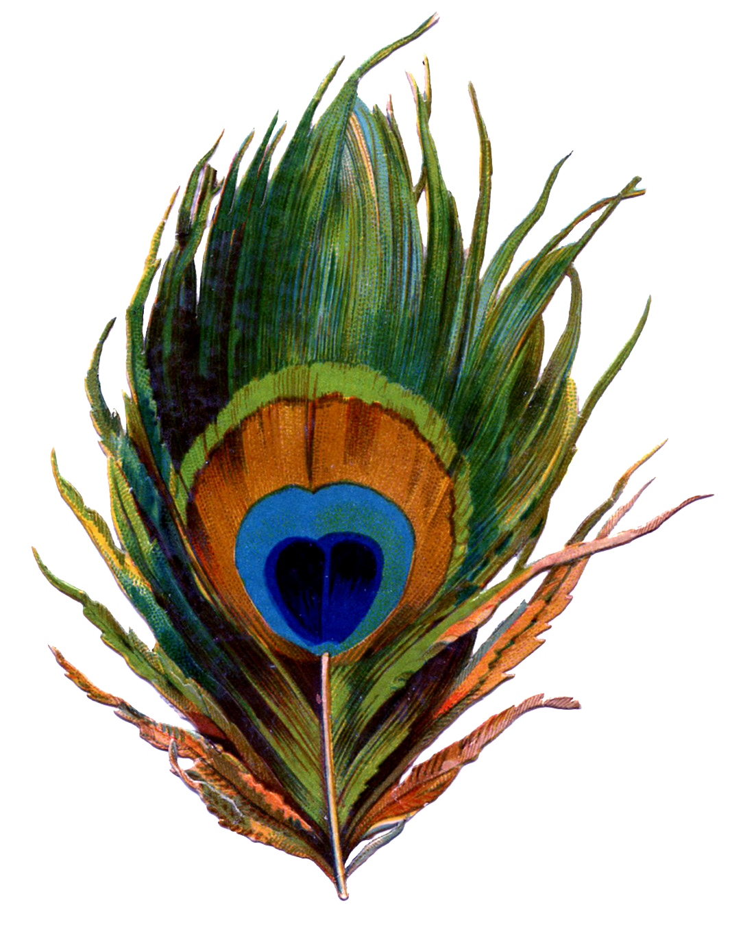 Peacock Feather PNG Transparent Images.