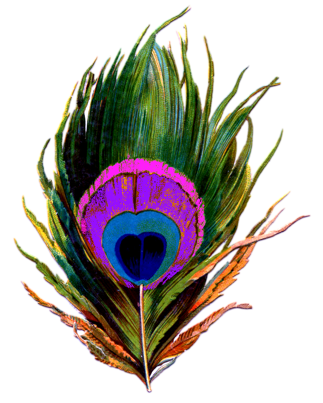 Peacock Feather images Transparent png.