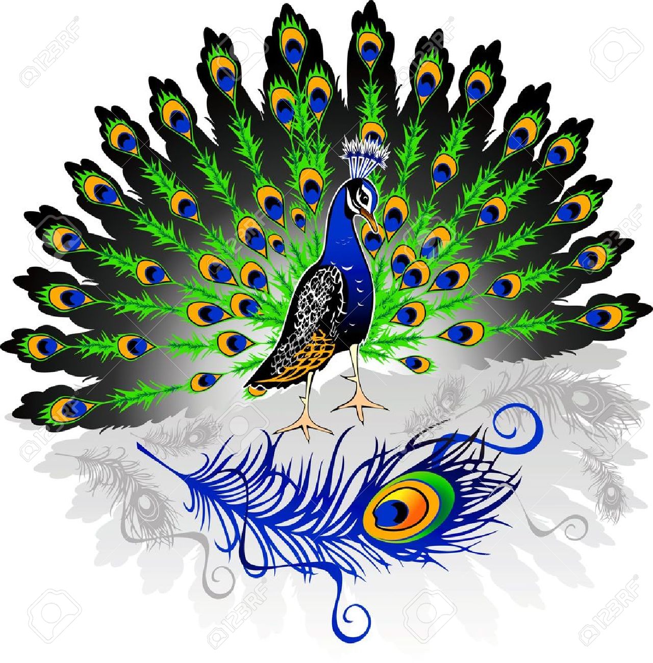 Peacock male clipart 20 free Cliparts | Download images on Clipground 2021