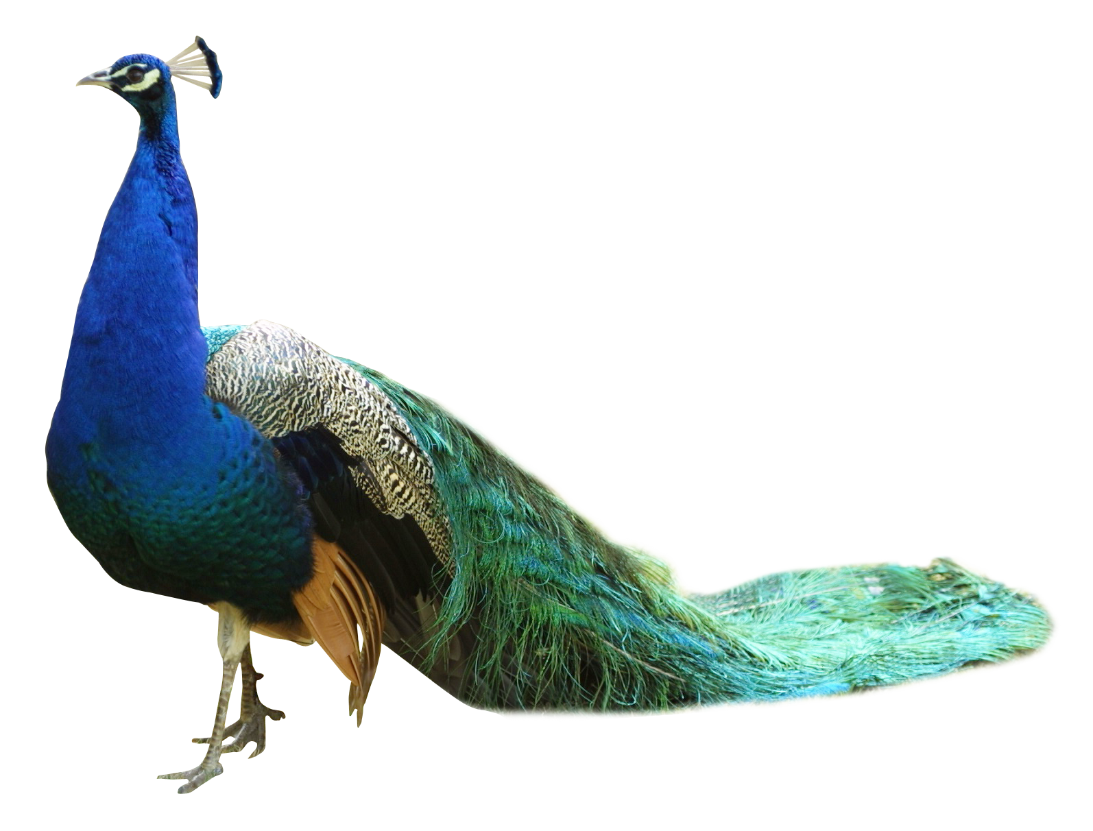 Peacock HD PNG Transparent Peacock HD.PNG Images..