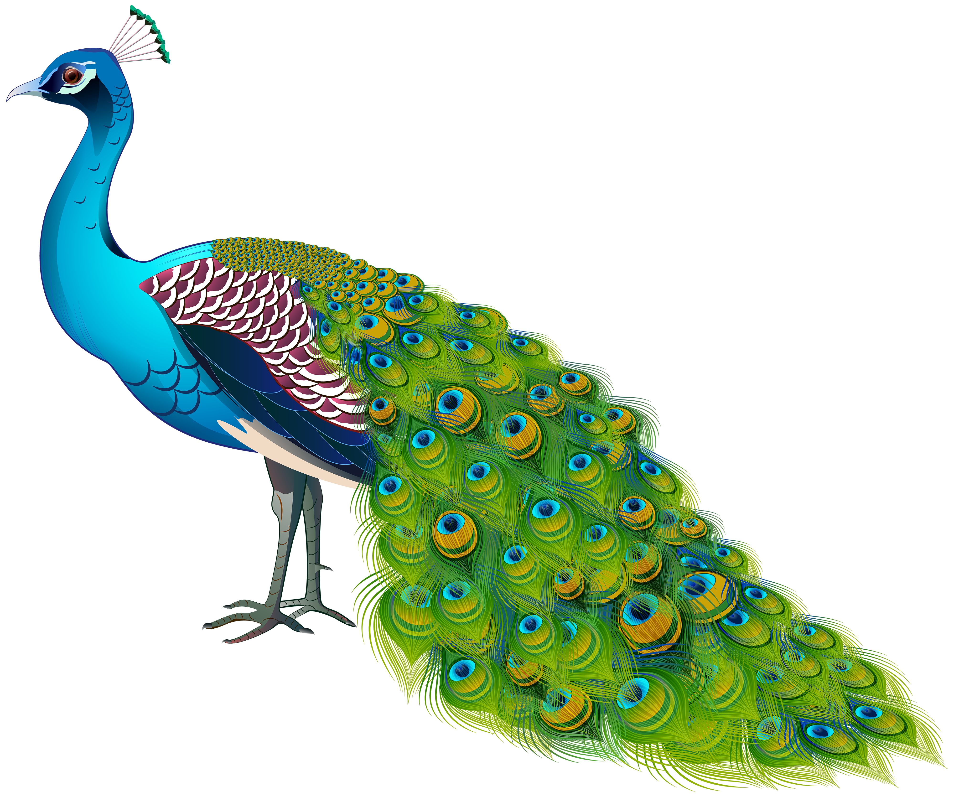 Peacock Transparent Image.