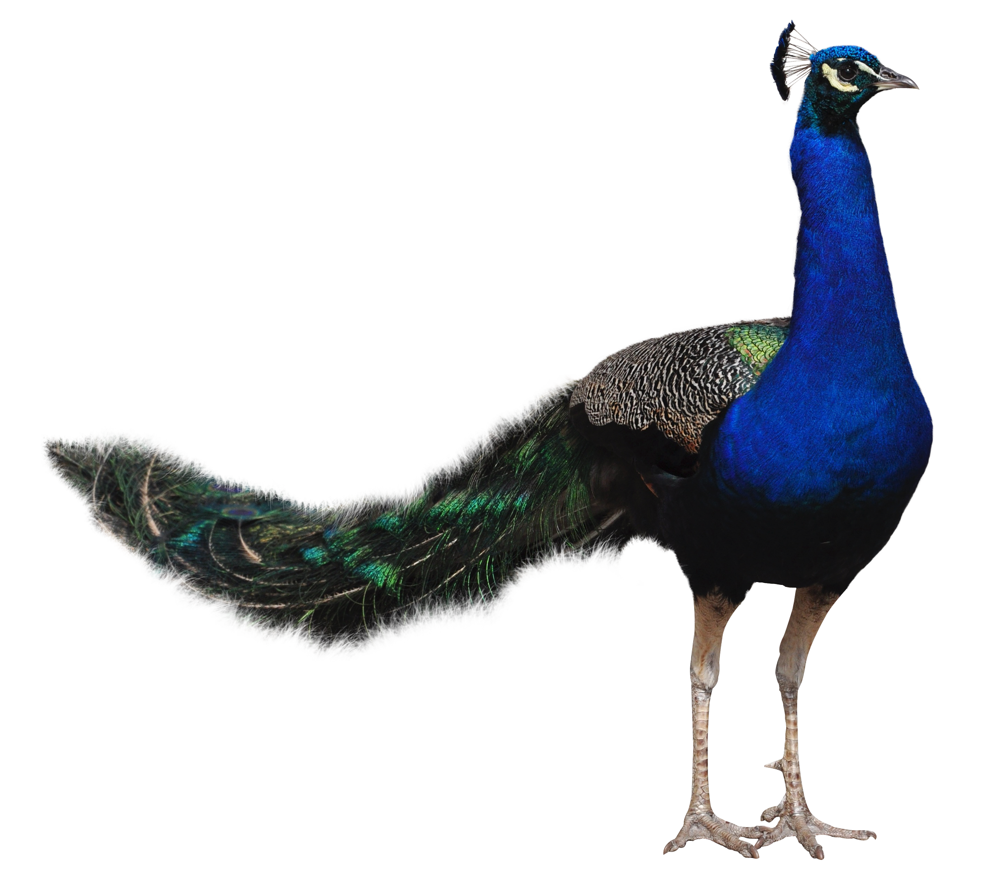Peacock PNG Image.