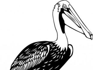 Pelican clip art.