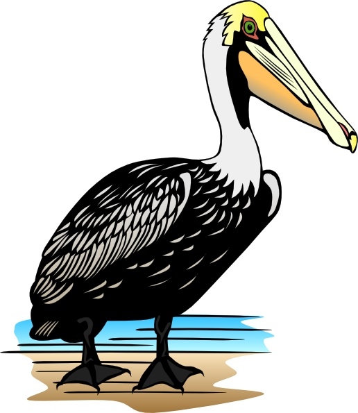 Pelican clip art Free vector in Open office drawing svg ( .svg.