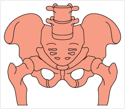 123 Pelvis Clipart.