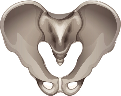 Pelvic Floor Clipart Free Cliparts Download Images On Clipground