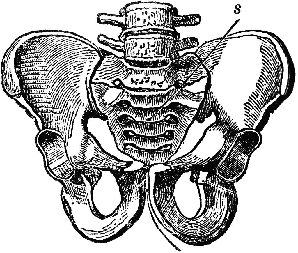 Pelvic Bone, Male.