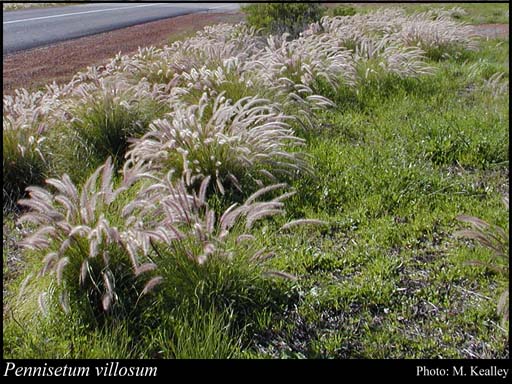 Pennisetum villosum (Feathertop) (Cenchrus longisetus).