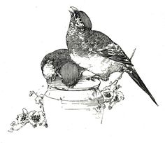 Vintage Bird Clip Art Illustration.